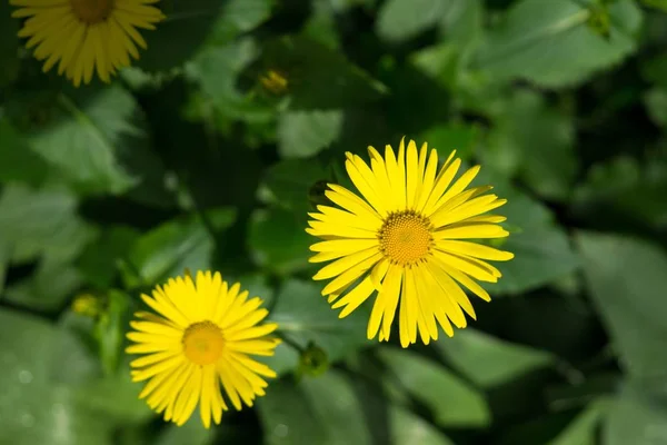 Beautiful Yellow Flowers Close Shot — Stock Photo, Image