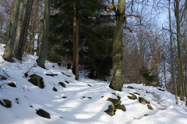 Nieve Invierno Bosque Día Disparo —  Fotos de Stock