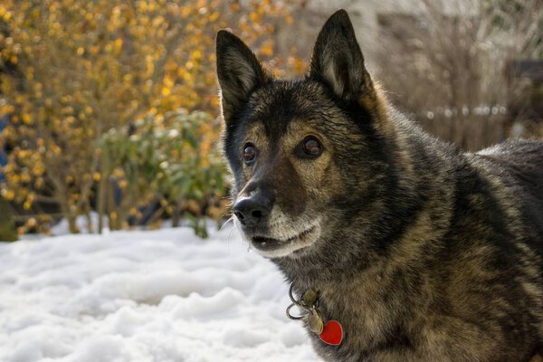 Крупный план серой собаки
