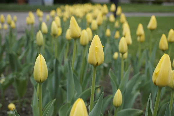 Świeży Żółty Tulipan Zielonym Tle — Zdjęcie stockowe