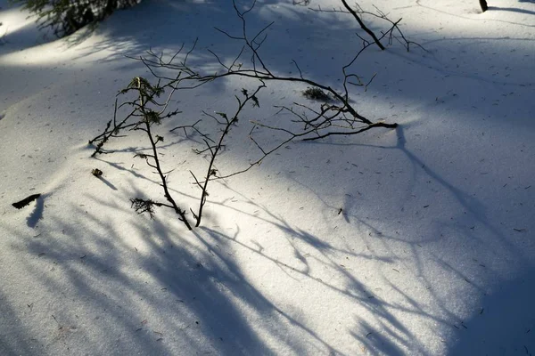 Winterbomen Het Bos Slowakije — Stockfoto