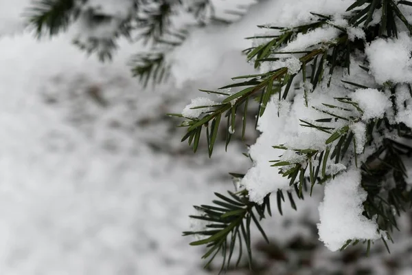 Zblízka Záběr Větví Stromů Zimě — Stock fotografie