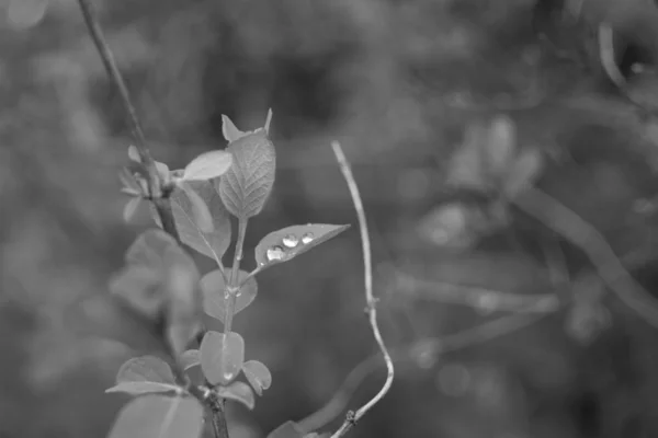 茂密的植物叶子的近照 — 图库照片