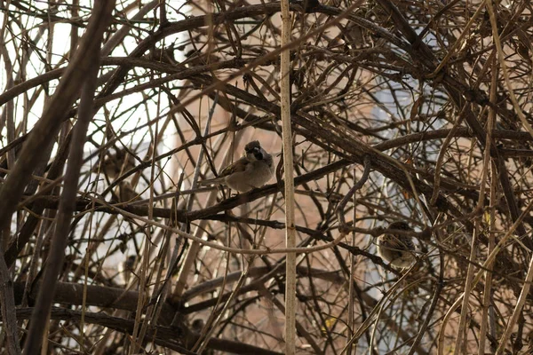 Oiseau Dans Nid Arbre — Photo