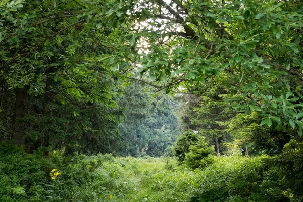 Hermoso Bosque Con Árboles Fondo —  Fotos de Stock