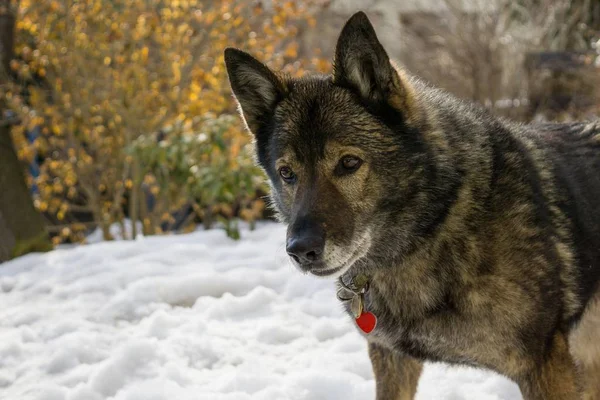 Close Shot Van Oude Grijze Hond Winter — Stockfoto