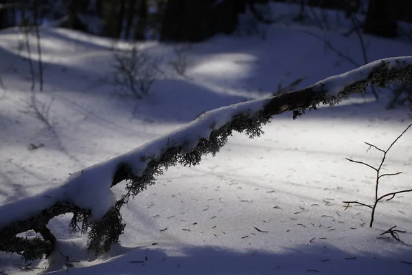 Winter Trees Forest Slovakia — Stock Photo, Image