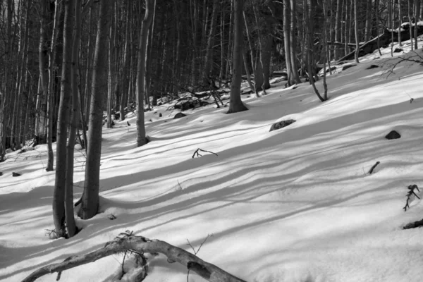 Bosque Invierno Nevado Tiro Blanco Negro —  Fotos de Stock