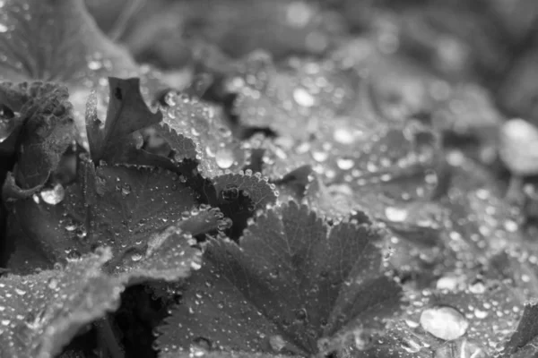 Foto Preto Branco Das Gotas Água Nas Folhas — Fotografia de Stock