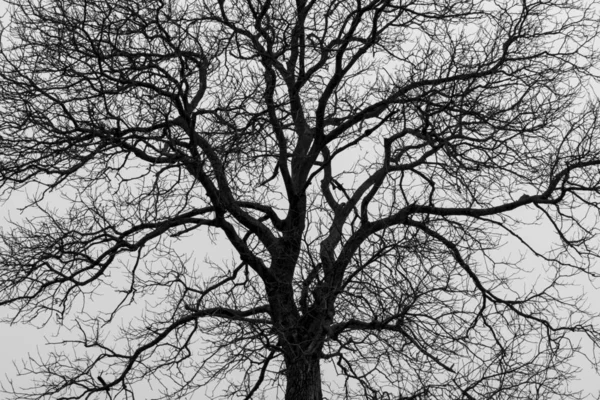 Day Time Shot Alone Tree Meadow — Stok fotoğraf