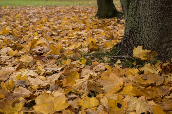 Herbst Farbe Wald Tag Zeit Erschossen — Stockfoto