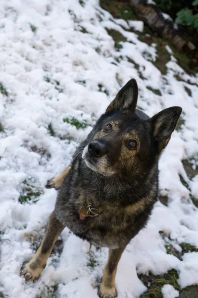 Oude Grijze Hond Sneeuwachtergrond — Stockfoto