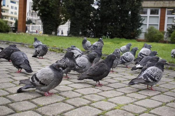 Galamb Parkban Közeli Felvétel — Stock Fotó