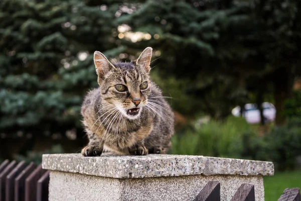 Lying Cat Yard Close Shot — Stock Photo, Image