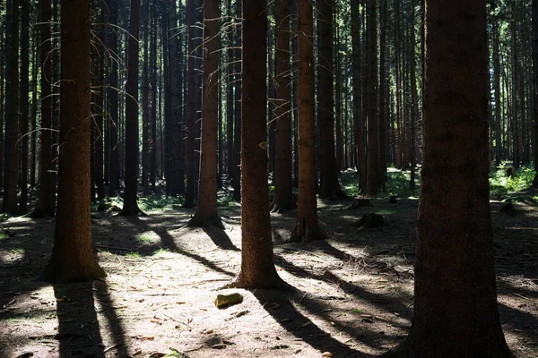 Ormanda sonbahar ağaçları, Slovakya