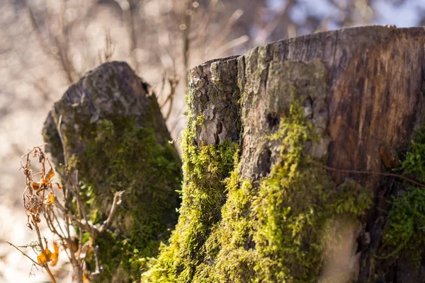 Slovakya 'nın gündüz çekim yeri