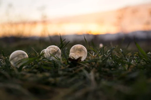 Заморожені Бульбашки Траві Заходом Сонця Фоні — стокове фото