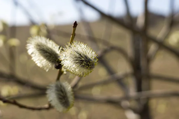 Floración Del Árbol Primavera Las Ramas Del Sauce Con Las —  Fotos de Stock