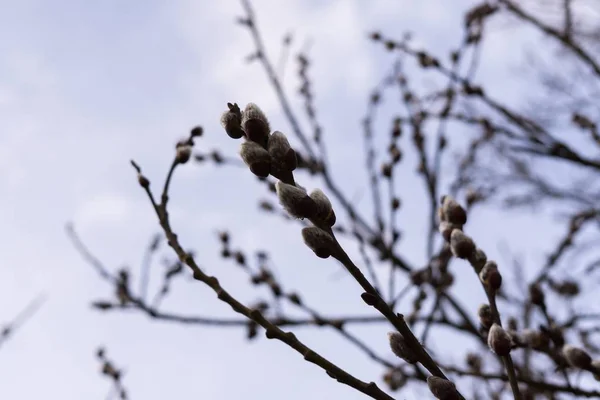 Floración Del Árbol Primavera Rama Del Sauce Con Las Almejas — Foto de Stock