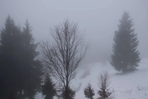 Winter Trees Forest Slovakia — Stock Photo, Image