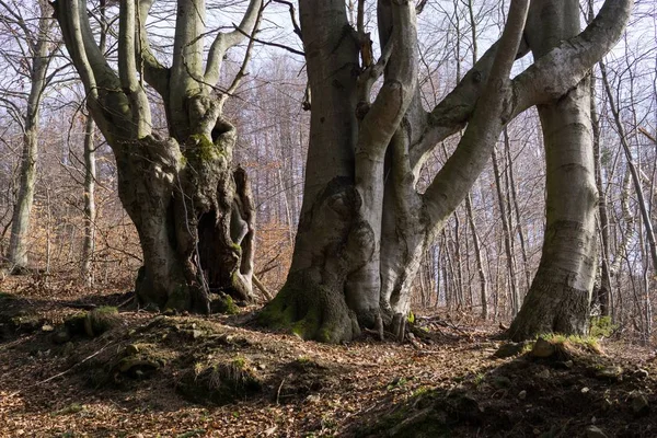 Forêt Printanière Sous Soleil — Photo