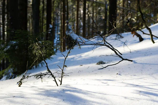 Зимние Деревья Лесу Словакия — стоковое фото
