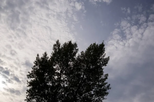 Grönt Träd Och Moln Himlen — Stockfoto