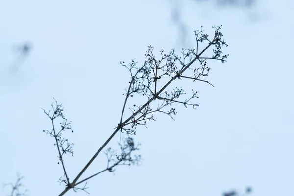 Planta Invierno Sobre Fondo Cerca —  Fotos de Stock