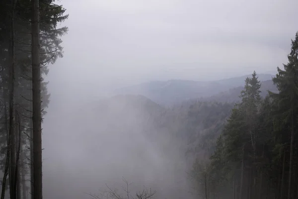 Árvores Outono Floresta Eslováquia — Fotografia de Stock