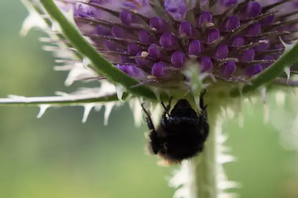 Flauschiges Insekt Auf Blume Makroschuss — Stockfoto