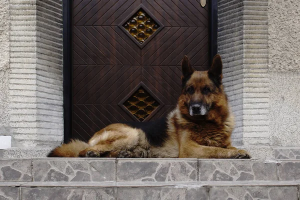 Hund Der Der Nähe Der Tür Lag Aus Nächster Nähe — Stockfoto