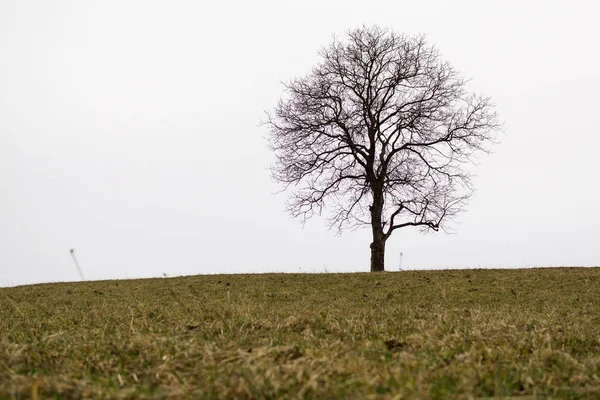 Денний Час Знімок Самотнього Дерева Лузі — стокове фото