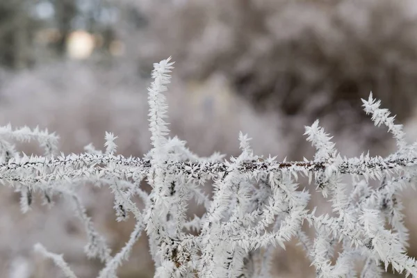 Planta Cubierta Por Hielo Tiro Cerca —  Fotos de Stock