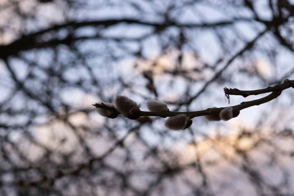 Floração Árvore Primavera Ramo Salgueiro Com Catkins Rabos Cordeiro Eslováquia — Fotografia de Stock