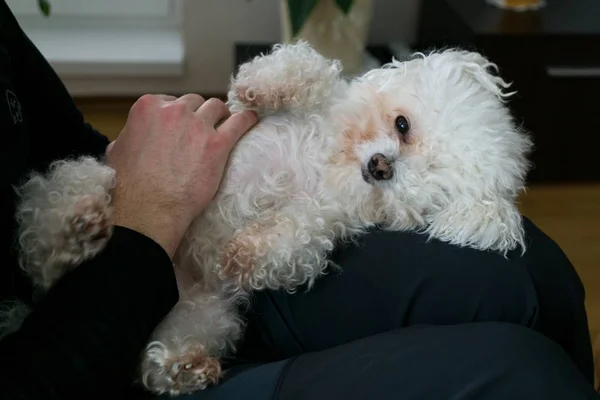 Slåtter Med Vit Liten Hund Hemma — Stockfoto