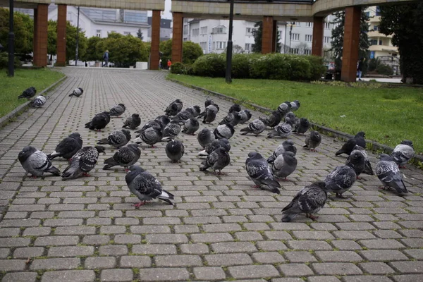 Gros Plan Pigeon Dans Parc — Photo