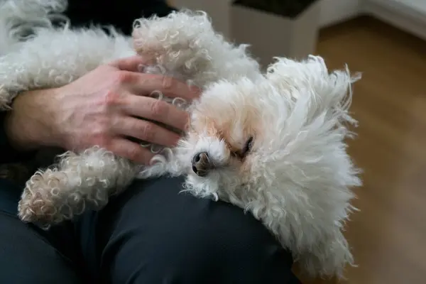 Evinde Küçük Beyaz Bir Köpek Olan Çiçek — Stok fotoğraf