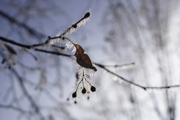 Planta Congelada Com Neve Durante Inverno Eslováquia — Fotografia de Stock