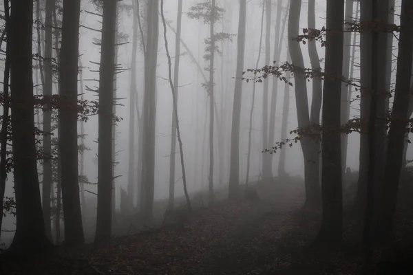 霧に包まれた森の一日の撮影 — ストック写真