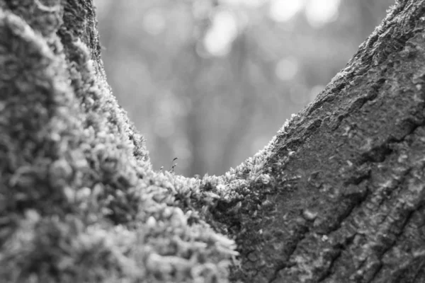 Alberi Autunnali Nella Foresta Slovacchia — Foto Stock