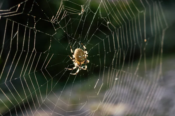 Spinnenweb Het Voorjaarsveld — Stockfoto