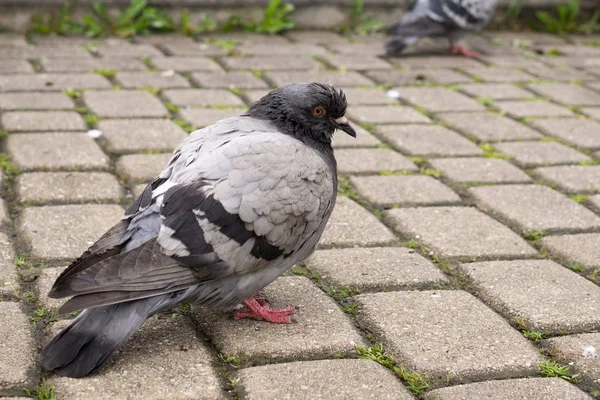 Pigeon Oiseau Sur Fond Sol — Photo