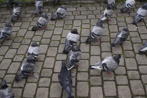 Gros Plan Pigeon Dans Parc — Photo