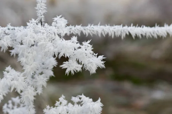 Plant Covered Ice Close Shot — 스톡 사진