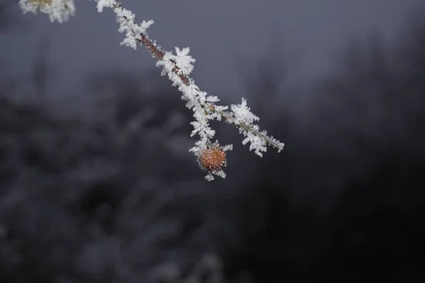 Bevroren Plant Met Sneeuw Tijdens Winter Slowakije — Stockfoto