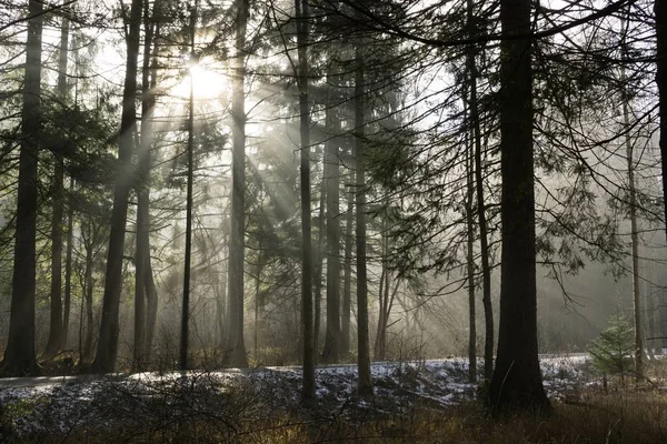 Sonnenuntergang Auf Einer Wiese Mit Bäumen Winter Slowakei — Stockfoto