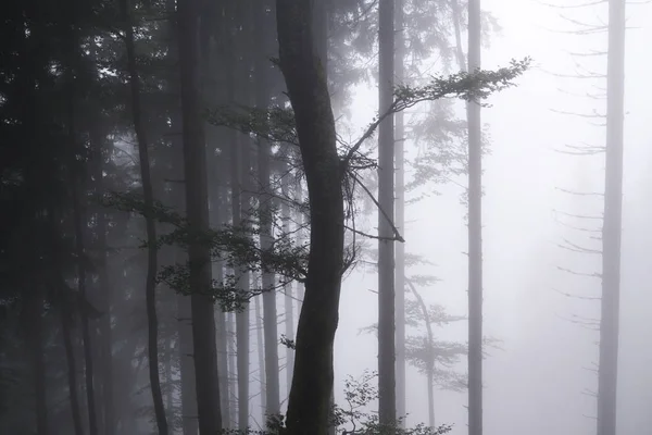 Árvores Outono Floresta Eslováquia — Fotografia de Stock