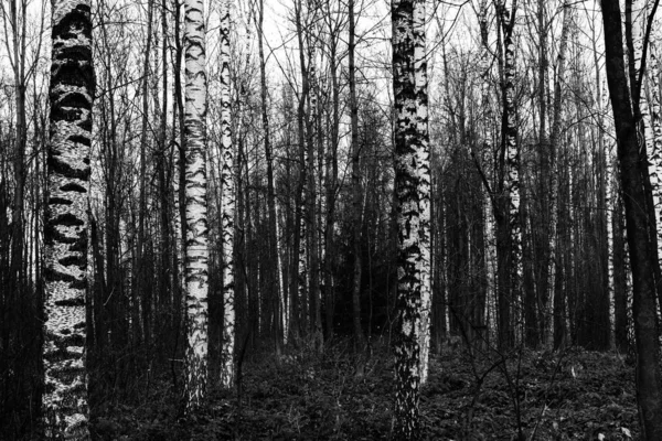 Arbres Automne Dans Forêt Slovaquie — Photo