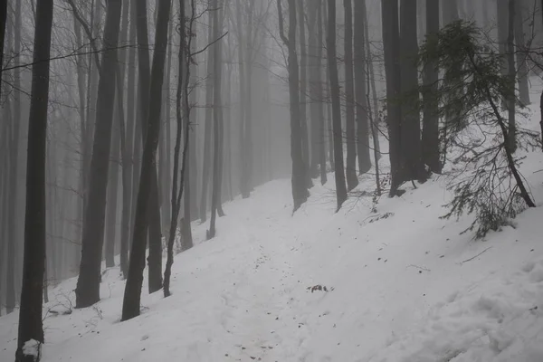 Árboles Invierno Bosque Eslovaquia —  Fotos de Stock