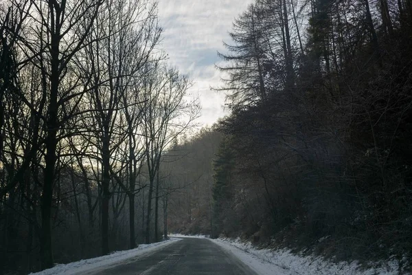 Höst Träd Skog Slovakien — Stockfoto